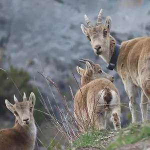  Camping Grande Caravane Avec Auvent Au Milieu Du Parc Naturel Des Pyrenees